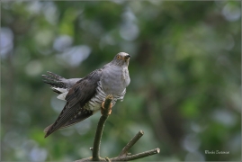 <p>KUKAČKA OBECNÁ (Cuculus canorus) jižní Morava ---- /Common cuckoo - Kuckuck/</p>